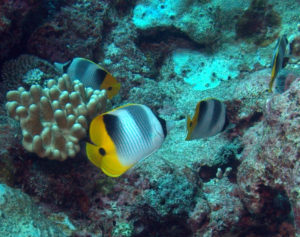 Butterfly fish, RS 2016