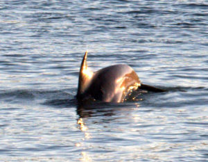 Dolphin Exmouth1